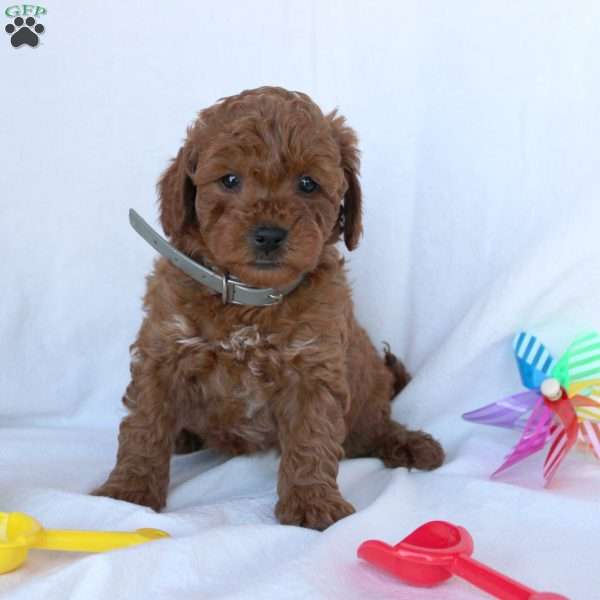Chase, Mini Goldendoodle Puppy